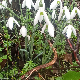 Galanthus reginae-olgae subsp. reginae-olgae