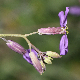 Moricandia arvensis