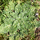 Echium plantagineum