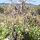 Echinops spinosissimus subsp. neumayeri