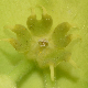 Euphorbia veneta