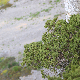 Juniperus phoenicea subsp. turbinata