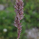 Aeluropus littoralis subsp. littoralis