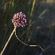Allium commutatum