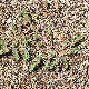 Euphorbia prostrata