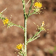 Centaurea solstitialis subsp. solstitialis