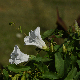 Calystegia sepium subsp. sepium