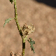 Alcea biennis subsp. cretica