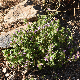 Clinopodium vulgare subsp. orientale
