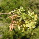 Pistacia terebinthus subsp. terebinthus