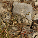 Petrorhagia illyrica subsp. illyrica
