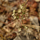 Petrorhagia illyrica subsp. illyrica