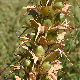 Acanthus spinosus