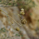 Cephalaria ambrosioides