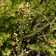 Cirsium creticum subsp. creticum