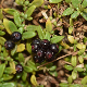 Plocama calabrica