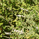 Mentha spicata subsp. condensata