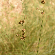 Scirpoides holoschoenus subsp. australis