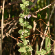 Teucrium scordium subsp. scordioides