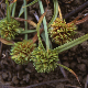 Cyperus pygmaeus