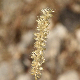 Melica transsilvanica subsp. klokovii