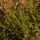 Melissa officinalis subsp. altissima