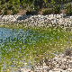 Schoenoplectus litoralis