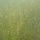 Schoenoplectus litoralis