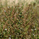 Veronica anagallis-aquatica subsp. anagallis-aquatica