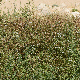 Veronica anagallis-aquatica subsp. anagallis-aquatica