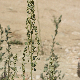 Chenopodium opulifolium