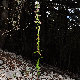 Epipactis helleborine