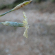 Dianthus monadelphus subsp. pallens