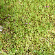 Fedia graciliflora subsp. graciliflora