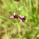 Fedia graciliflora subsp. graciliflora