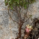 Cytinus hypocistis subsp. clusii