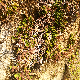 Adiantum capillus-veneris