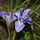 Iris unguicularis subsp. carica