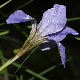 Iris unguicularis subsp. angustifolia