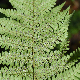 Dryopteris pallida subsp. pallida