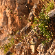 Silene gigantea subsp. gigantea
