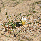 Romulea bulbocodium