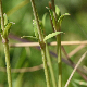 Anemone hortensis subsp. pavonina
