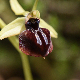 Ophrys epirotica
