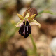 Ophrys epirotica