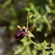 Ophrys epirotica