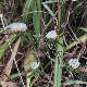 Trifolium tenuifolium
