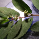 Euphorbia hypericifolia
