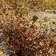 Daucus carota subsp. drepanensis