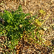 Daucus carota subsp. drepanensis